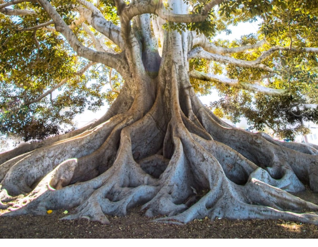 Tree roots